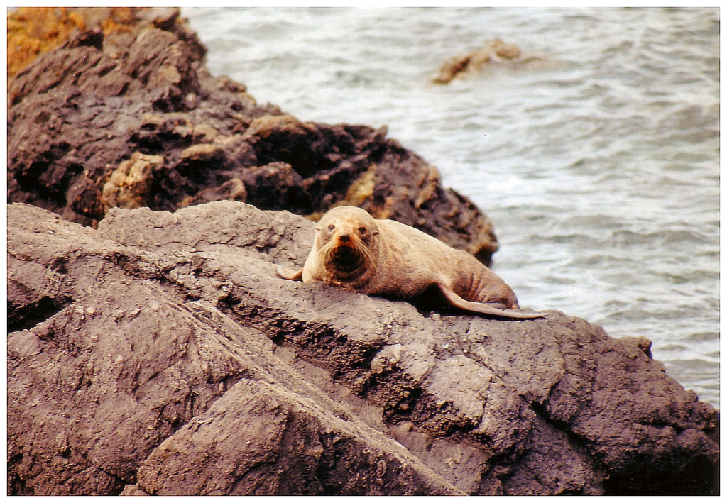 07 - Cap Palliser (3).jpg